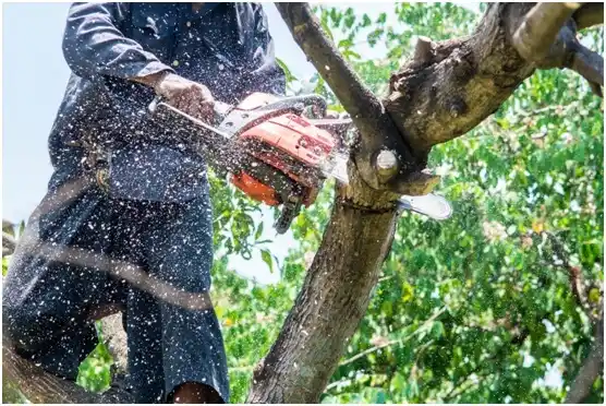 tree services Delbarton